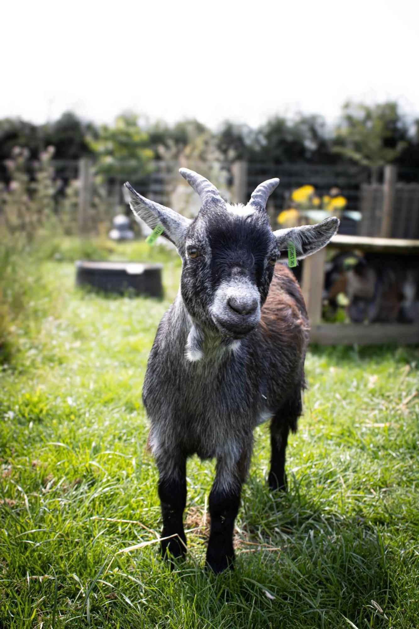 Home Farm & Lodge Bawtry Esterno foto