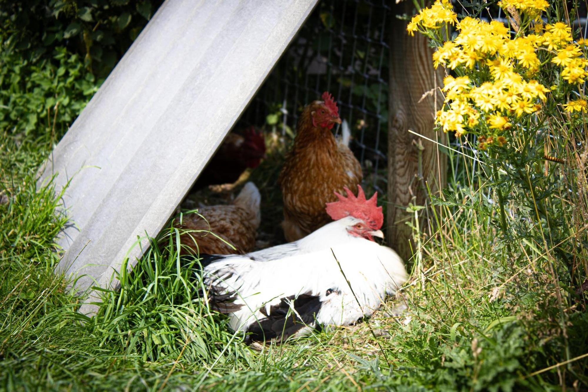 Home Farm & Lodge Bawtry Esterno foto